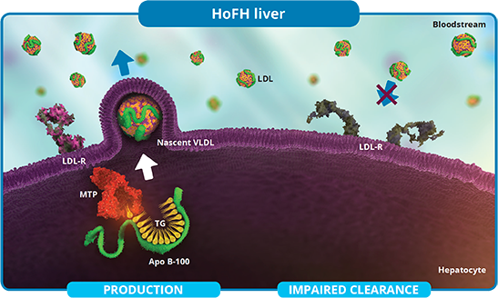 Liver function of someone with HoFH