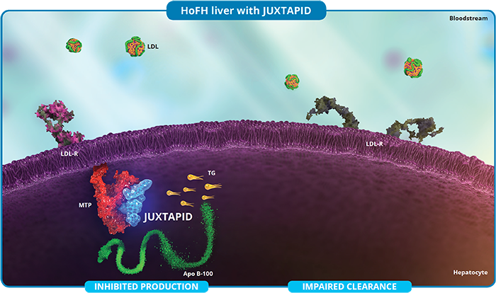 Liver function of someone with HoFH while taking Juxtapid