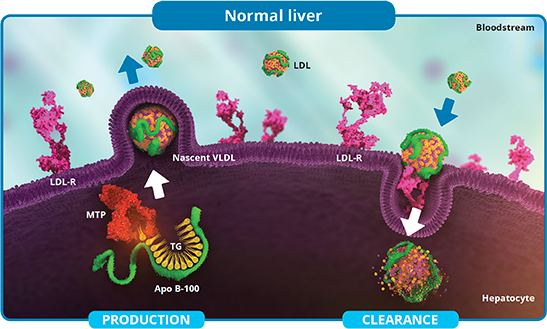 Normal liver function